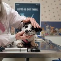 DuBois Veterinary Clinic ico