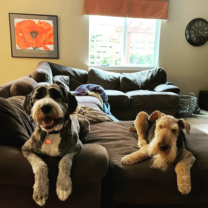 Maser's Grooming and Pet Boutique, inc Picture 9
