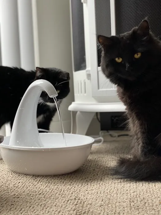 All The Best Pet Care - Kenmore Picture 6