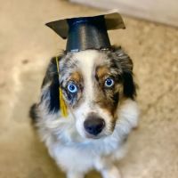 Petco ico
