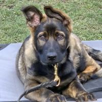 Animal Clinic of Butler, LLC. ico