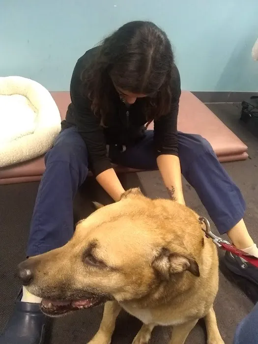 Pittsburgh Premier Veterinary Care and Rehab Picture 5