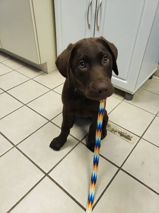 Pittsburgh Premier Veterinary Care and Rehab Picture 1