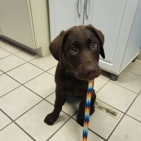 Pittsburgh Premier Veterinary Care and Rehab ico