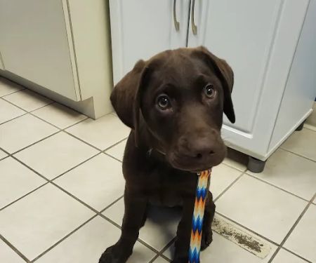 Pittsburgh Premier Veterinary Care and Rehab