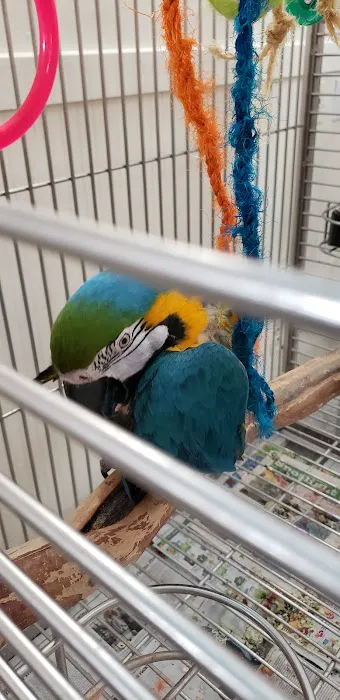 Inca's Secret Parrot & Bird Toys/Boarding Picture 7