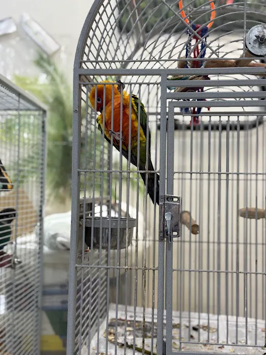 Inca's Secret Parrot & Bird Toys/Boarding Picture 6