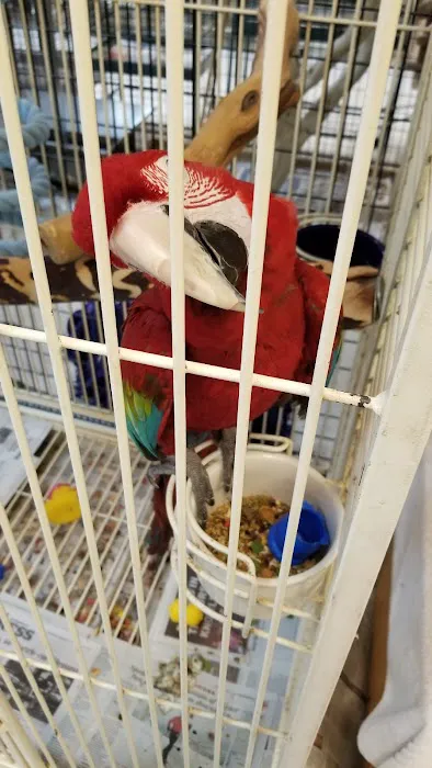 Inca's Secret Parrot & Bird Toys/Boarding Picture 2