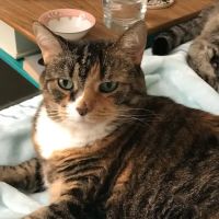 Pittsburgh Spay & Vaccination Clinic ico