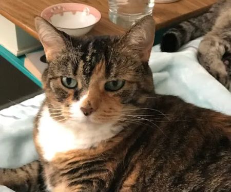 Pittsburgh Spay & Vaccination Clinic