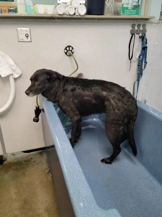 The Soggy Doggy Picture 2