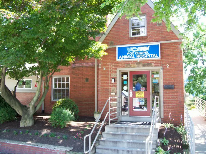 VCA Fox Chapel Animal Hospital Picture 8