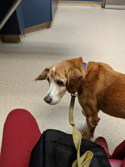 VCA Fox Chapel Animal Hospital Picture 2