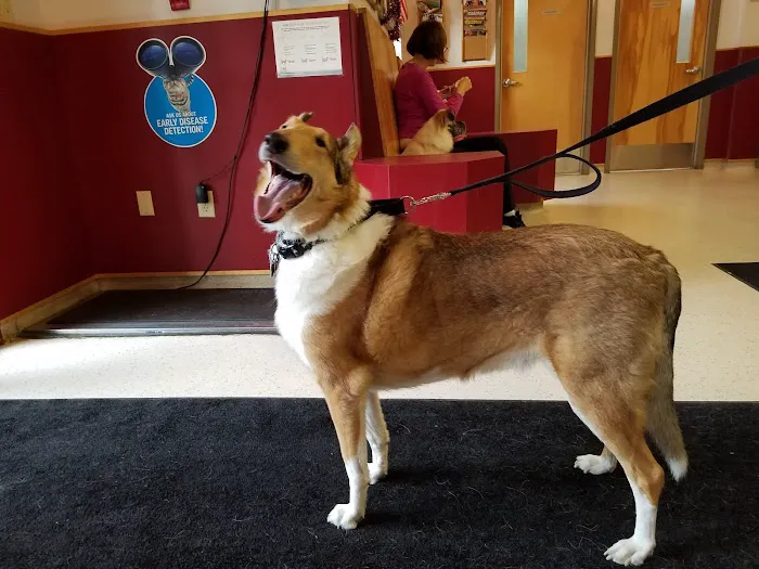 VCA Fox Chapel Animal Hospital Picture 4