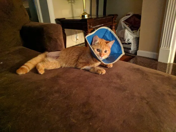 VCA Fox Chapel Animal Hospital Picture 6