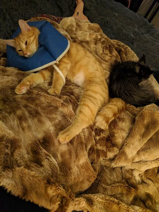 VCA Fox Chapel Animal Hospital Picture 7