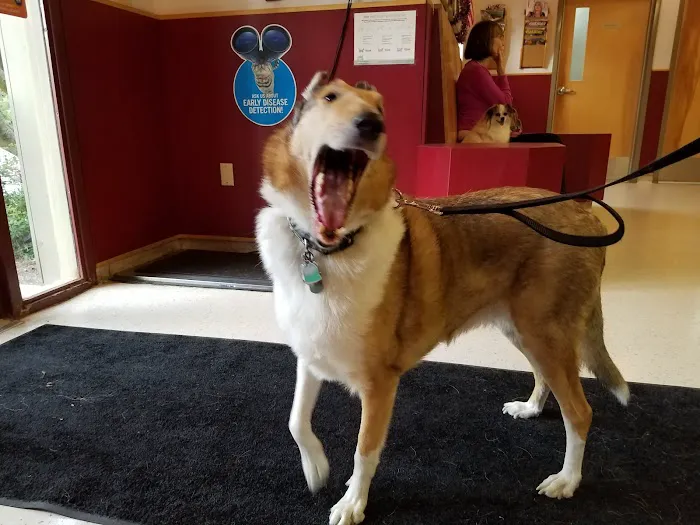 VCA Fox Chapel Animal Hospital Picture 5