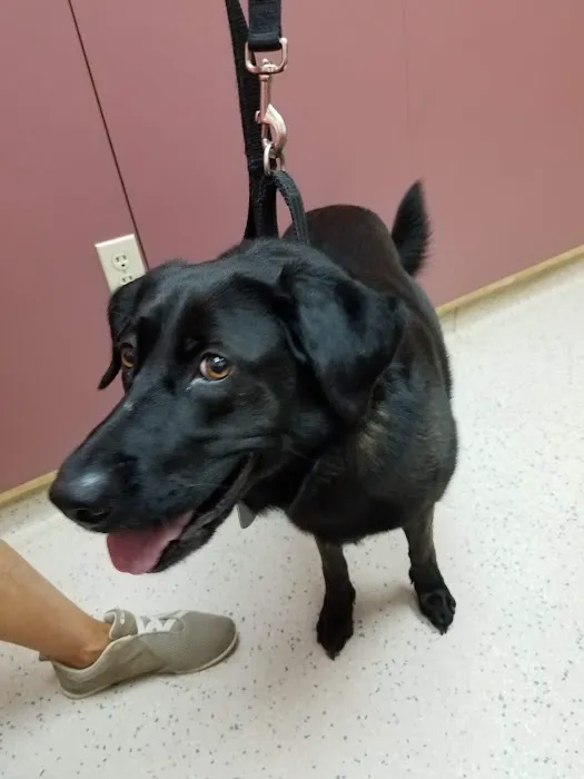 VCA Fox Chapel Animal Hospital Picture 9