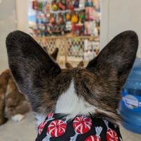 Paws & Fins Pet Shop ico