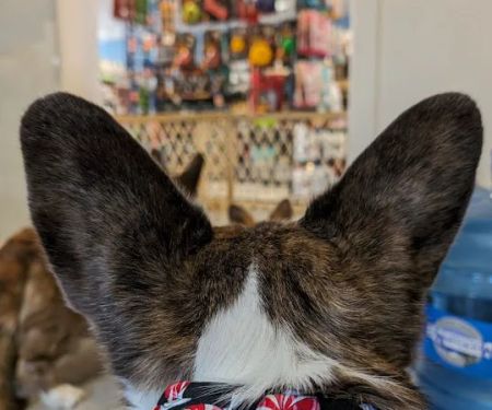 Paws & Fins Pet Shop