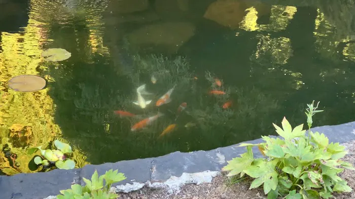 Discount Koi Picture 1