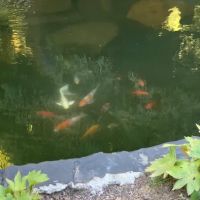 Discount Koi ico