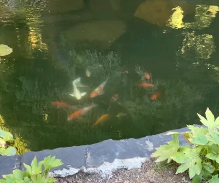 Discount Koi
