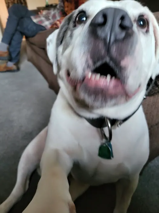 Kernick Animal Hospital Picture 6
