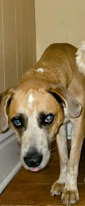 Kernick Animal Hospital Picture 5