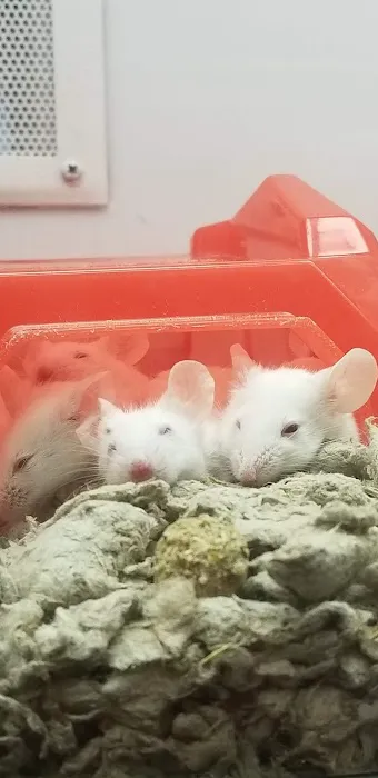 Petco Picture 1