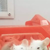 Petco ico