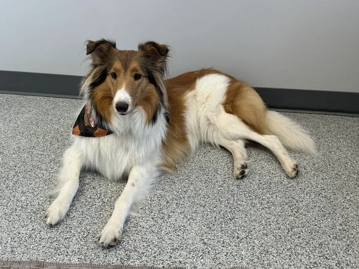 PetVet365 Pet Hospital Pittsburgh/Fox Chapel Picture 6