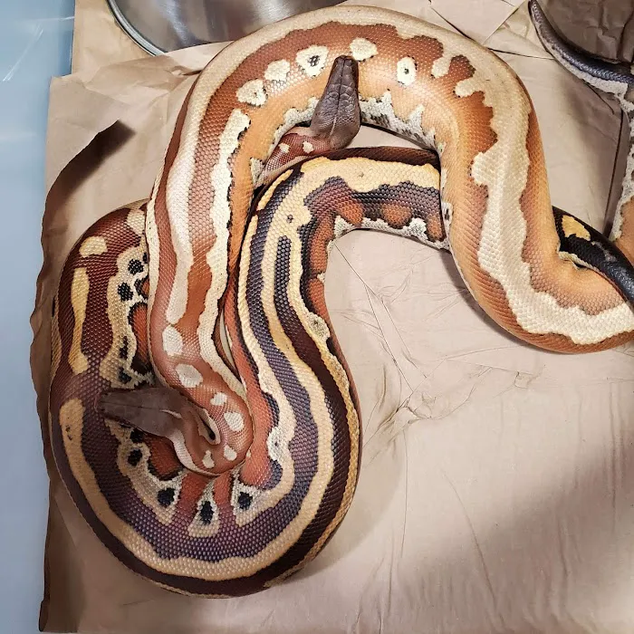 Paradox Reptiles and Exotics Picture 3