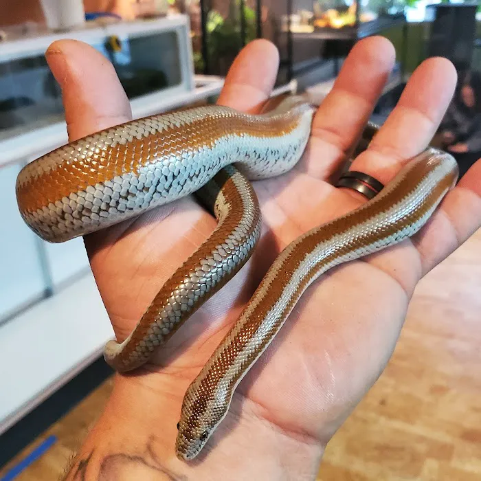 Paradox Reptiles and Exotics Picture 9
