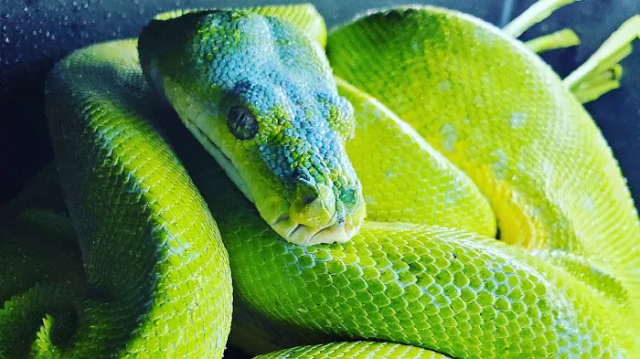 Paradox Reptiles and Exotics Picture 8