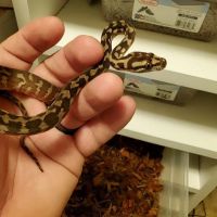 Paradox Reptiles and Exotics ico
