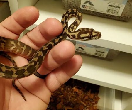 Paradox Reptiles and Exotics