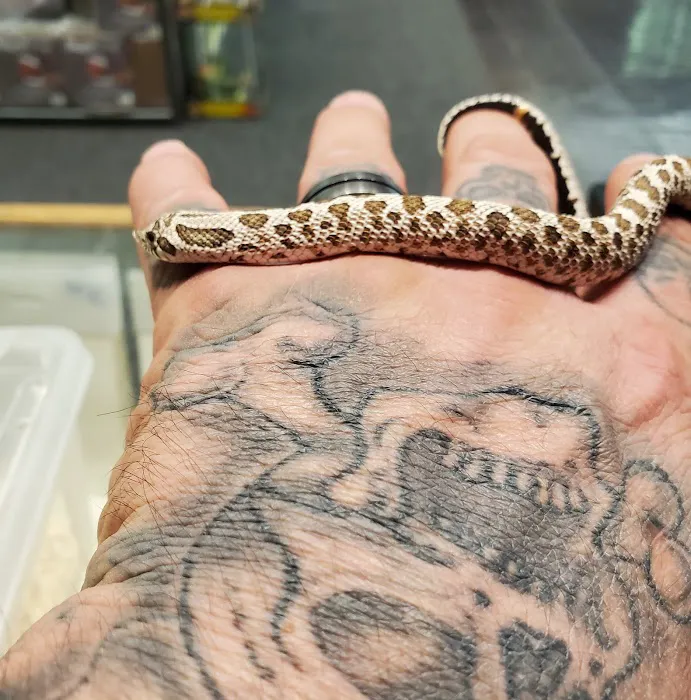Paradox Reptiles and Exotics Picture 10