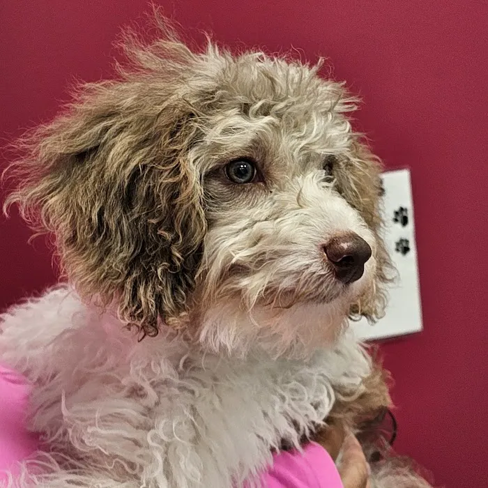 PetVet365 Pet Hospital Pittsburgh/Wilkins Township Picture 5