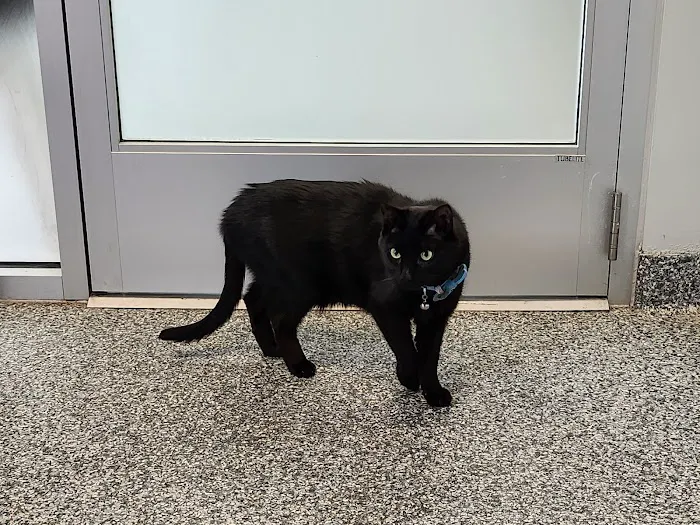 PetVet365 Pet Hospital Pittsburgh/Wilkins Township Picture 10