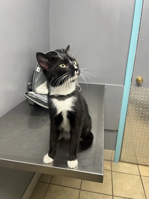 North Versailles Veterinary Care Picture 10