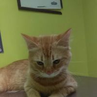 North Versailles Veterinary Care ico