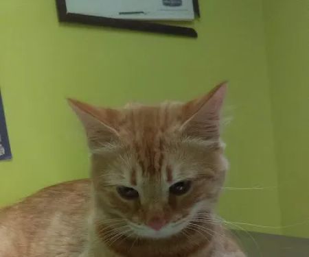 North Versailles Veterinary Care