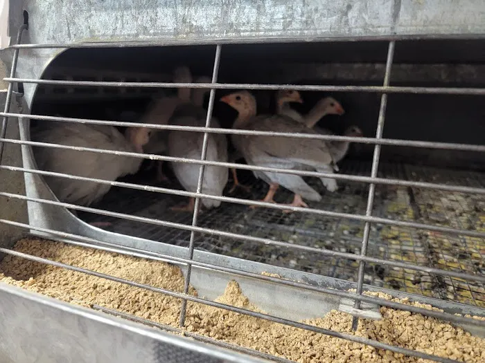 Farmland Pets & Feed Picture 3