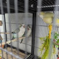 Farmland Pets & Feed ico