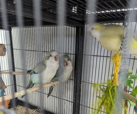 Farmland Pets & Feed