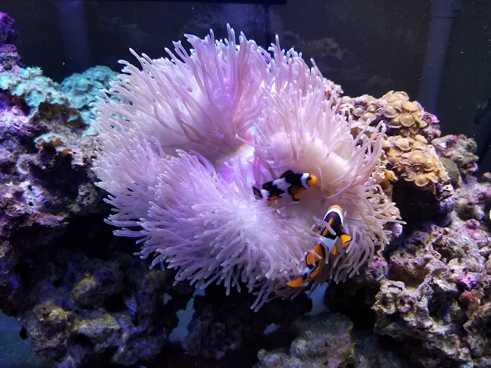 The Shark Reef Picture 1