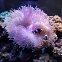The Shark Reef ico