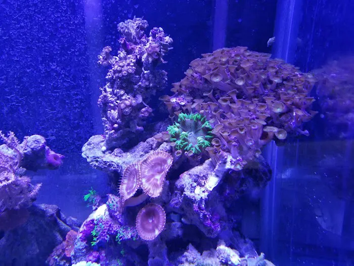 The Shark Reef Picture 6