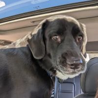 Dravosburg Veterinary Hospital ico